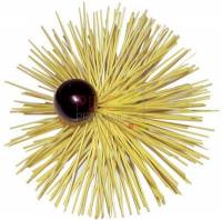 Herisson Nylon Ø 300mm  12x175 F avec boule